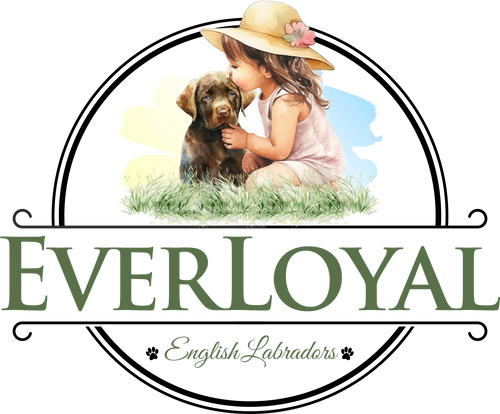 EverLoyal English Labradors